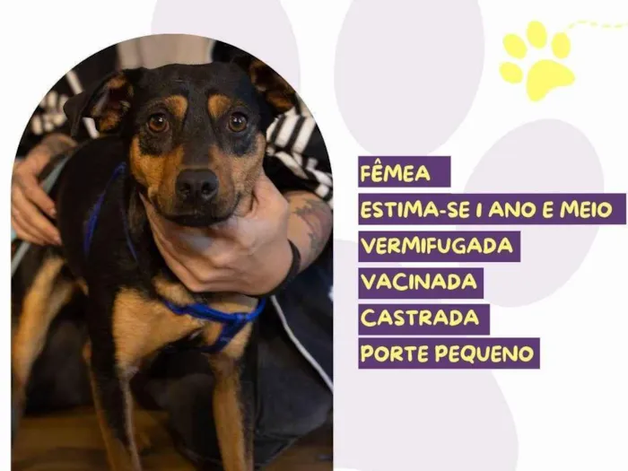 Cachorro ra a SRD-ViraLata idade 1 ano nome Preta