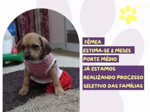 Cachorro raça SRD-ViraLata idade 2 a 6 meses nome Ma Patas