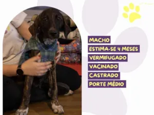 Cachorro raça SRD-ViraLata idade 2 a 6 meses nome Oreo