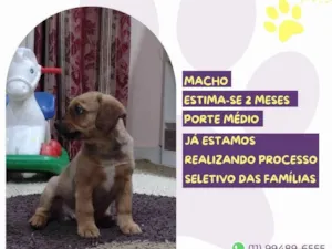 Cachorro raça SRD-ViraLata idade 2 a 6 meses nome Scoochi Poochi