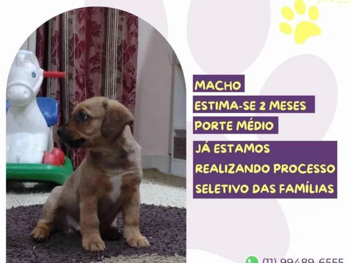 Cachorro ra a SRD-ViraLata idade 2 a 6 meses nome Scoochi Poochi