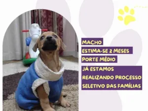 Cachorro raça SRD-ViraLata idade 2 a 6 meses nome Tag Barker