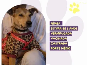 Cachorro raça SRD-ViraLata idade 2 anos nome Carmela
