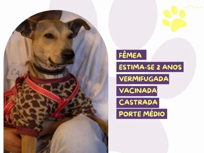 Cachorro ra a SRD-ViraLata idade 2 anos nome Carmela