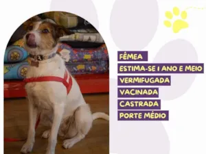 Cachorro raça SRD-ViraLata idade 1 ano nome Ariel 