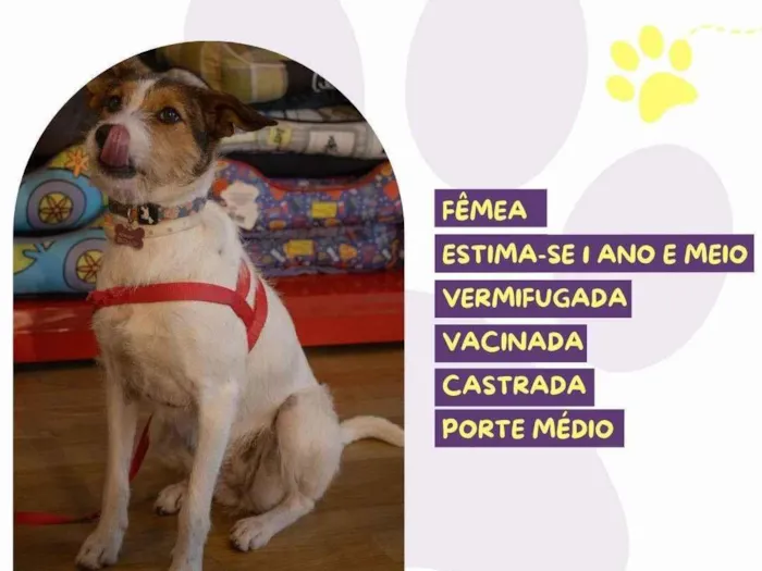 Cachorro ra a SRD-ViraLata idade 1 ano nome Ariel 