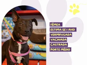 Cachorro raça SRD-ViraLata idade 1 ano nome Mileide