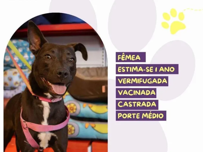 Cachorro ra a SRD-ViraLata idade 1 ano nome Mileide
