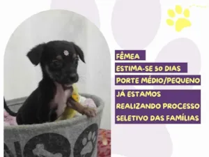 Cachorro raça SRD-ViraLata idade Abaixo de 2 meses nome Lasanha
