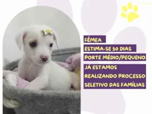 Cachorro raça SRD-ViraLata idade Abaixo de 2 meses nome Macarronada