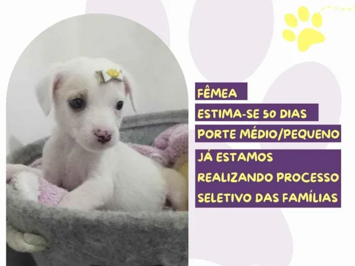 Cachorro ra a SRD-ViraLata idade Abaixo de 2 meses nome Macarronada
