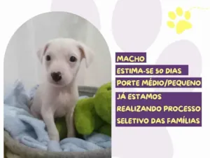 Cachorro raça SRD-ViraLata idade Abaixo de 2 meses nome Ravioli