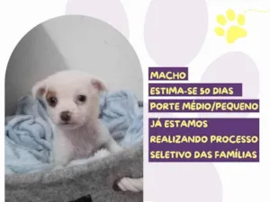Cachorro raça SRD-ViraLata idade Abaixo de 2 meses nome Nhoque