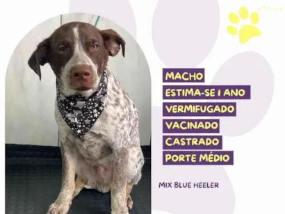 Cachorro raça SRD-ViraLata idade Abaixo de 2 meses nome Malhoso