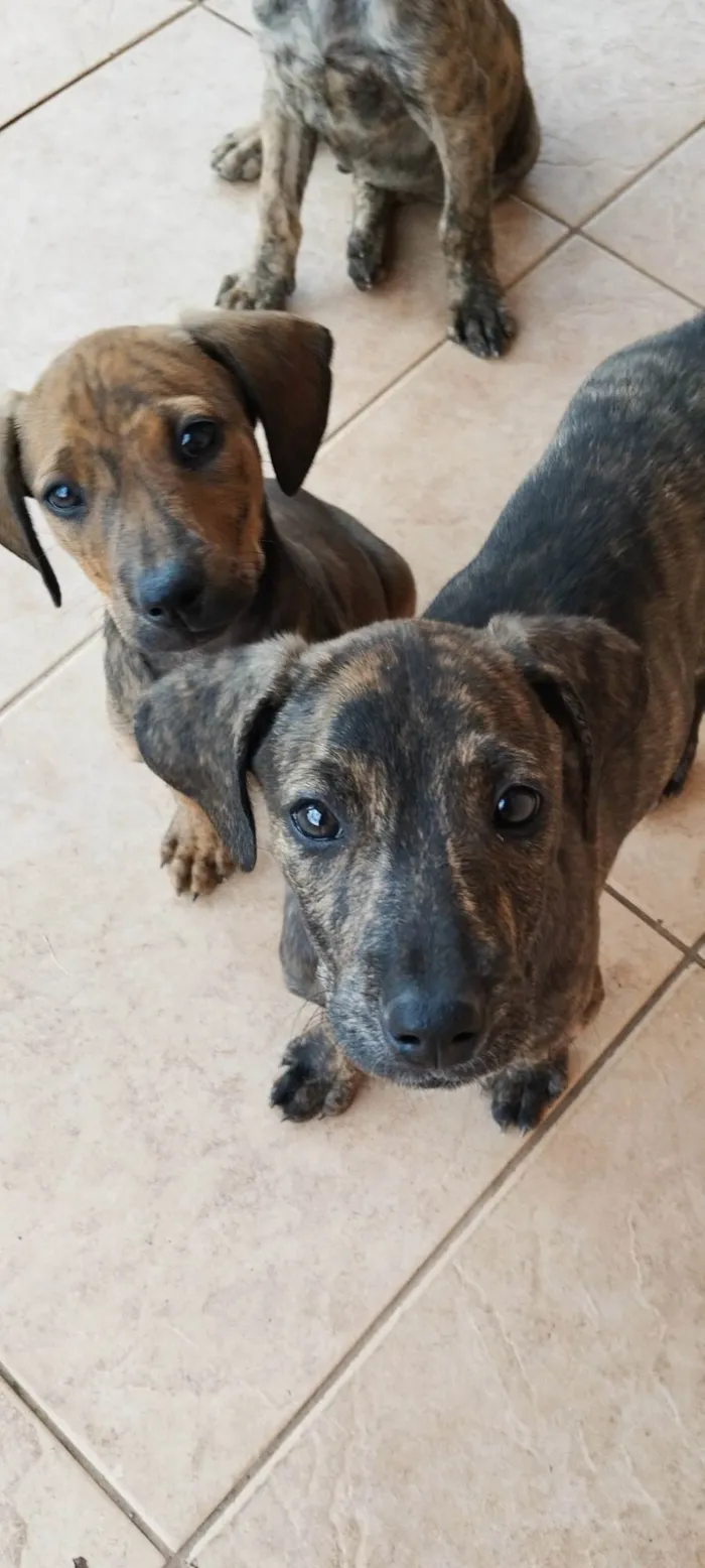 Cachorro ra a SRD-ViraLata idade Abaixo de 2 meses nome Frankie, Abbie e Bucky