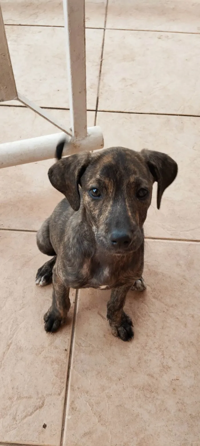 Cachorro ra a SRD-ViraLata idade Abaixo de 2 meses nome Frankie, Abbie e Bucky