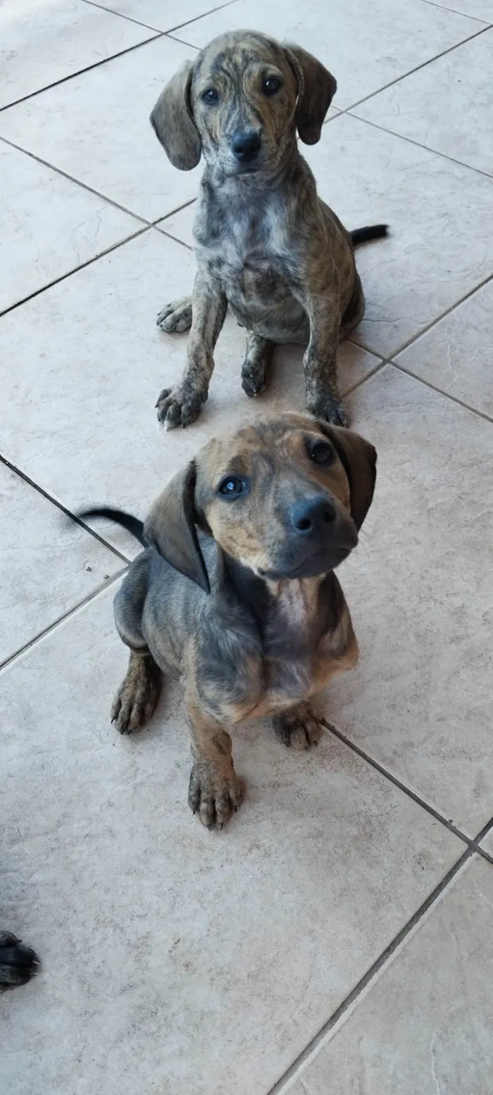 Cachorro ra a SRD-ViraLata idade Abaixo de 2 meses nome Frankie, Abbie e Bucky