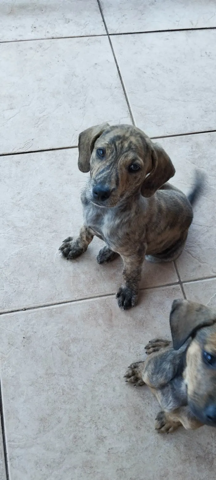 Cachorro ra a SRD-ViraLata idade Abaixo de 2 meses nome Frankie, Abbie e Bucky
