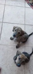 Frankie, Abbie e Bucky
