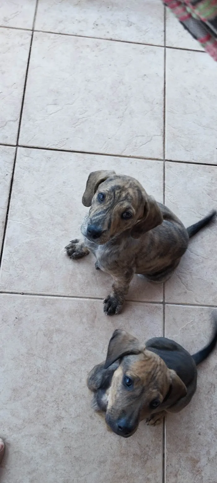 Cachorro ra a SRD-ViraLata idade Abaixo de 2 meses nome Frankie, Abbie e Bucky