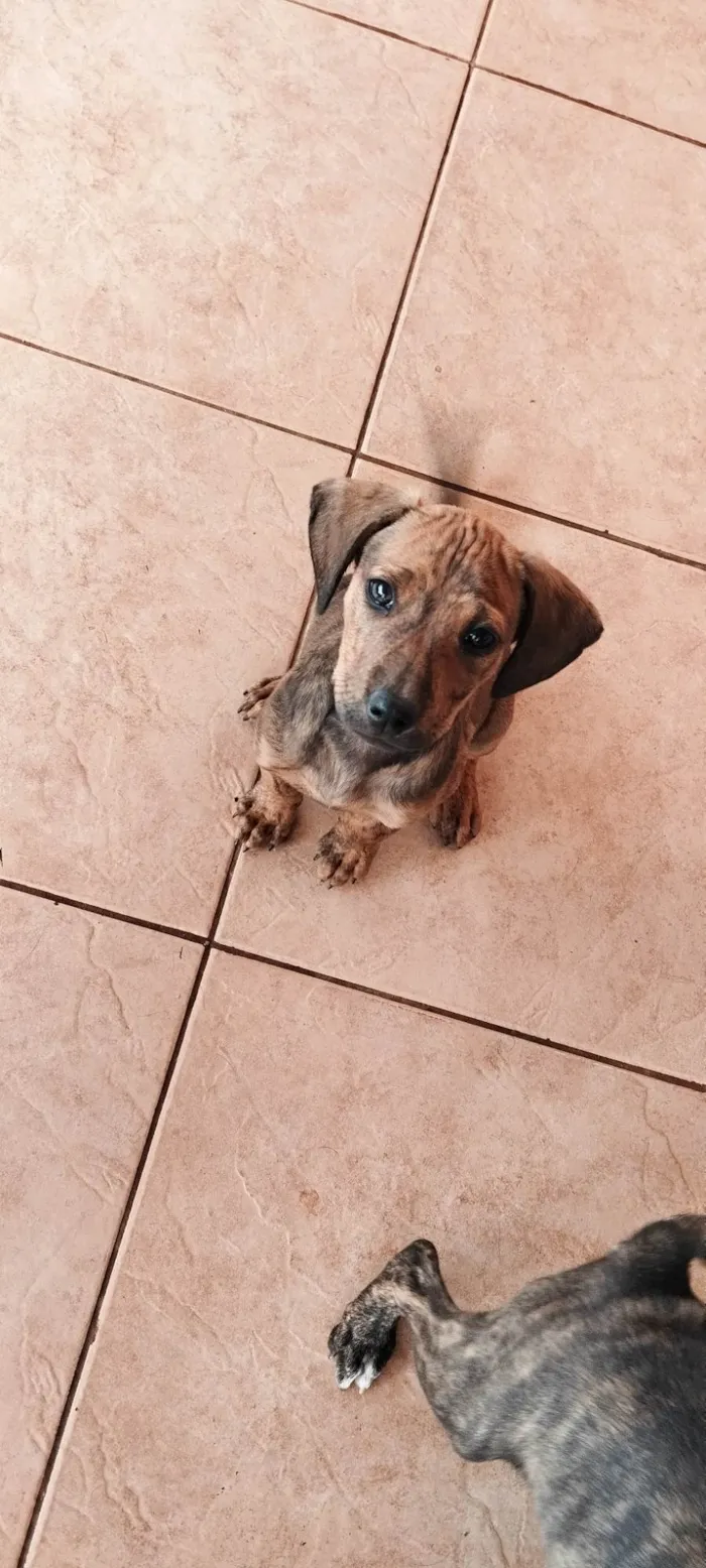 Cachorro ra a SRD-ViraLata idade Abaixo de 2 meses nome Frankie, Abbie e Bucky