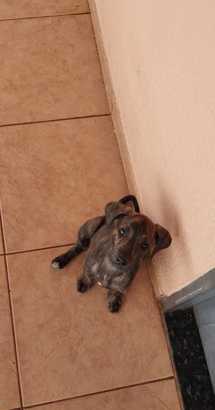 Cachorro ra a SRD-ViraLata idade Abaixo de 2 meses nome Frankie, Abbie e Bucky
