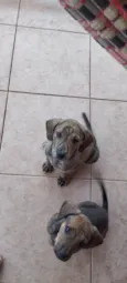 Frankie, Abbie e Bucky