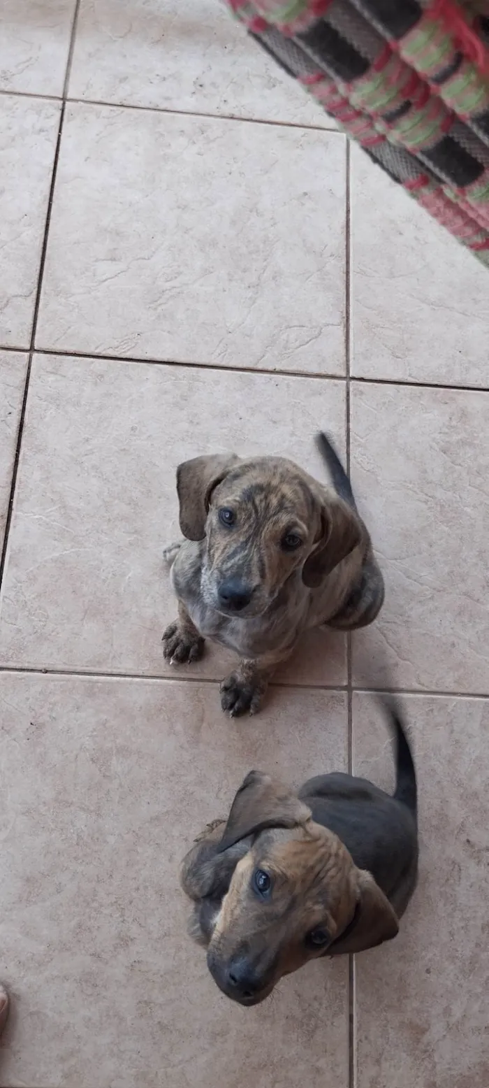 Cachorro ra a SRD-ViraLata idade Abaixo de 2 meses nome Frankie, Abbie e Bucky