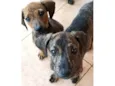 Frankie, Abbie e Bucky