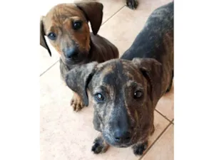 Cachorro raça SRD-ViraLata idade Abaixo de 2 meses nome Frankie, Abbie e Bucky