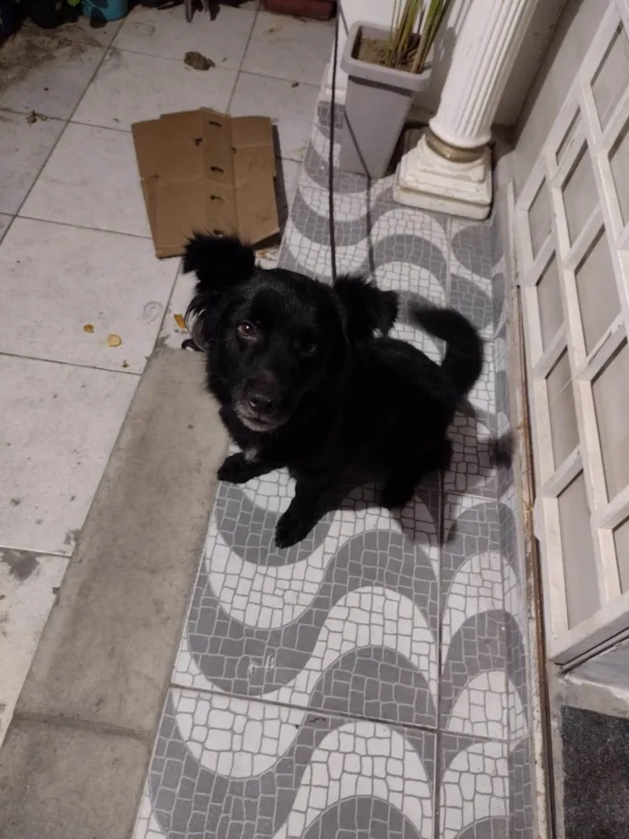 Cachorro ra a SRD-ViraLata idade 6 ou mais anos nome Bobby