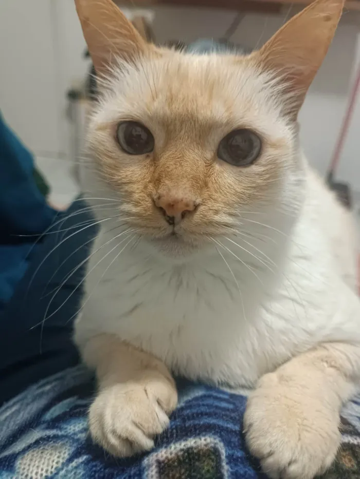 Gato ra a SRD-ViraLata idade 4 anos nome Marie 