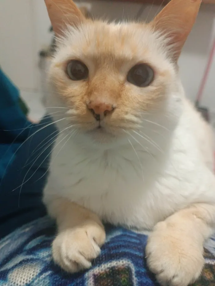 Gato ra a SRD-ViraLata idade 4 anos nome Marie 