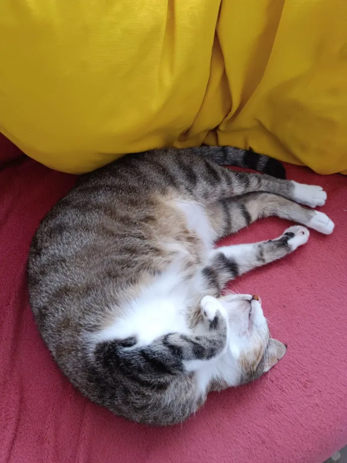 Gato ra a SRD-ViraLata idade 4 anos nome Maria Luiza 
