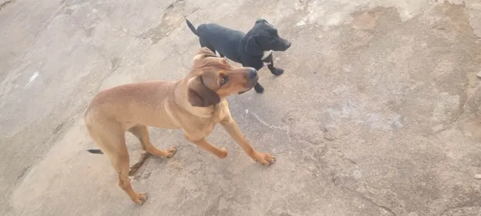 Cachorro ra a SRD-ViraLata idade 2 a 6 meses nome Kiara