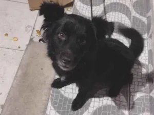 Cachorro raça SRD-ViraLata idade 6 ou mais anos nome Bobby