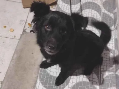 Cachorro raça SRD-ViraLata idade 6 ou mais anos nome Bobby