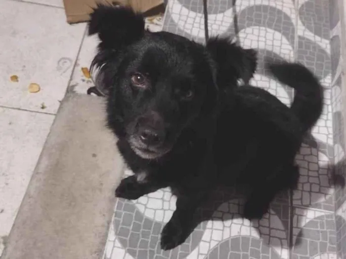 Cachorro ra a SRD-ViraLata idade 6 ou mais anos nome Bobby