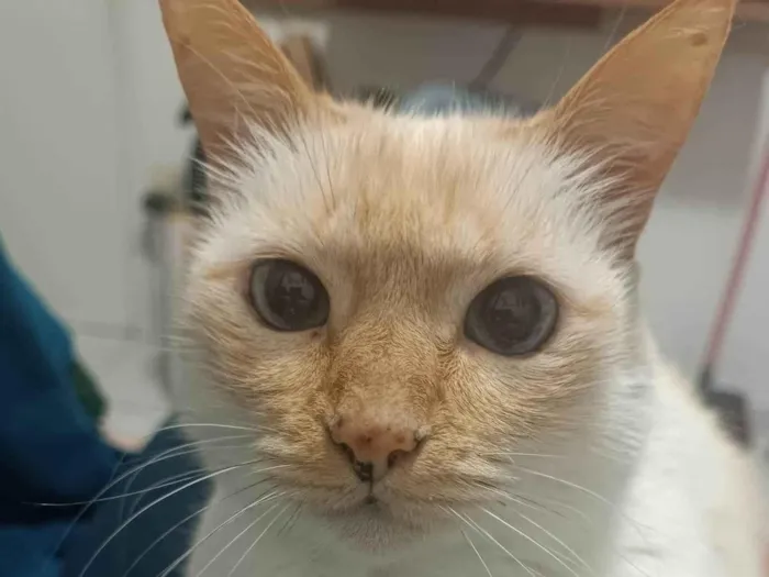 Gato ra a SRD-ViraLata idade 4 anos nome Marie 