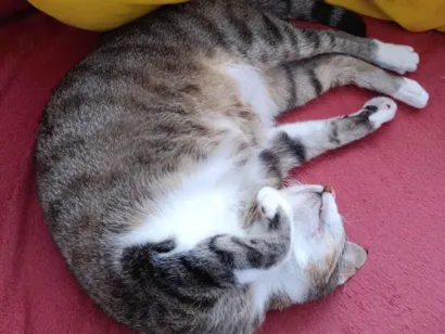 Gato raça SRD-ViraLata idade 4 anos nome Maria Luiza 