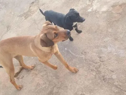 Cachorro raça SRD-ViraLata idade 2 a 6 meses nome Kiara