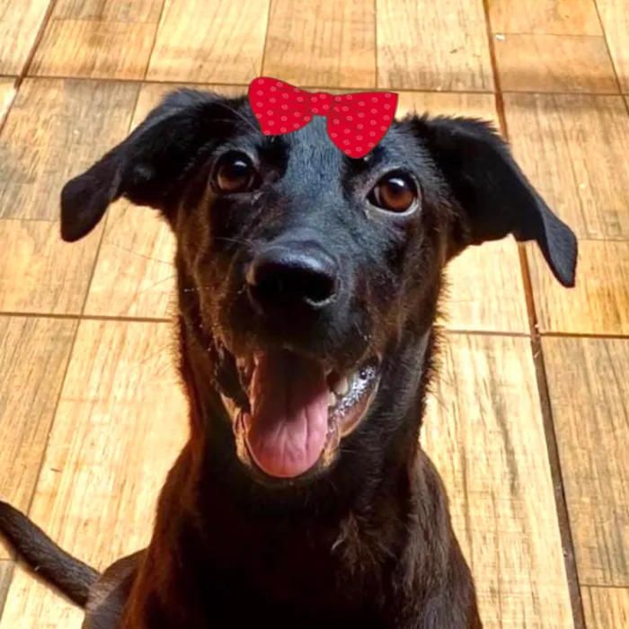 Cachorro ra a SRD-ViraLata idade 2 a 6 meses nome Cacau 
