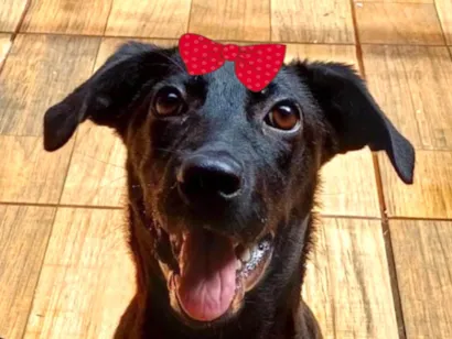 Cachorro raça SRD-ViraLata idade 2 a 6 meses nome Cacau 