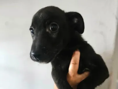 Cachorro raça SRD-ViraLata idade 2 a 6 meses nome Rômulo 