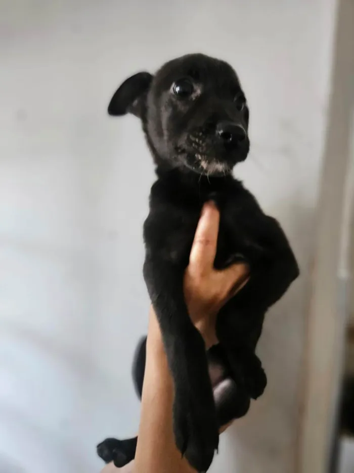 Cachorro ra a SRD-ViraLata idade 2 a 6 meses nome Rômulo 