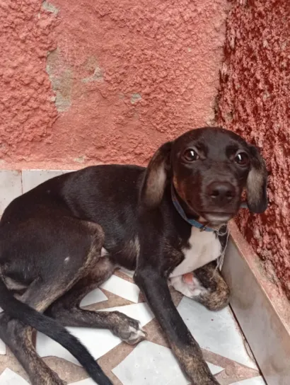 Cachorro raça SRD-ViraLata idade 7 a 11 meses nome Duk