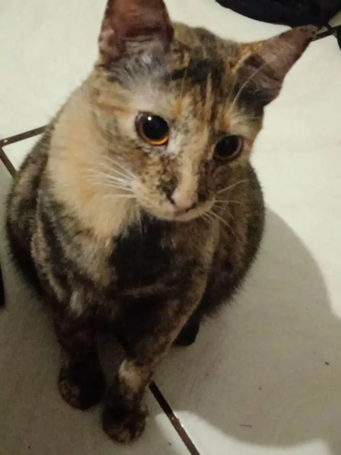 Gato ra a SRD-ViraLata idade 1 ano nome Kiara