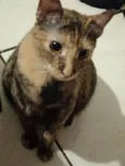 Kiara