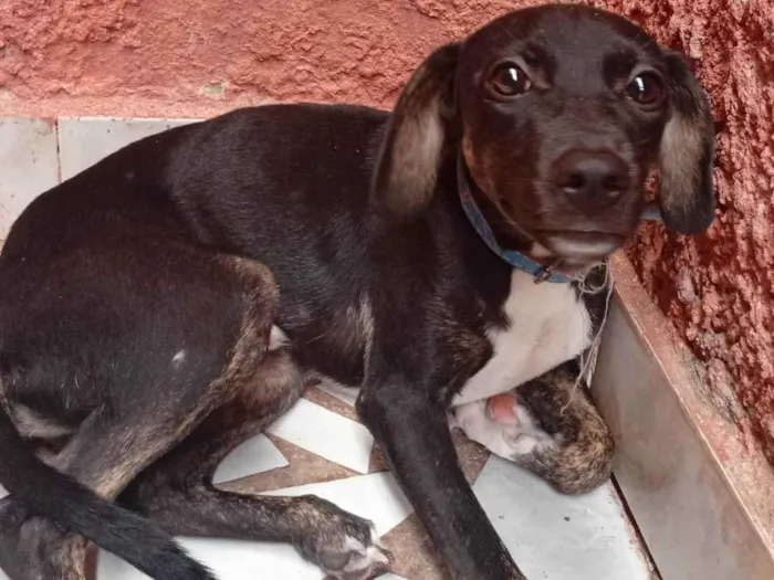 Cachorro ra a SRD-ViraLata idade 7 a 11 meses nome Duk