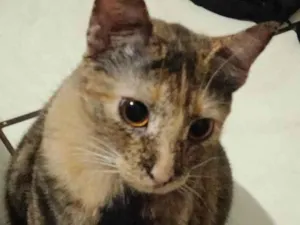Gato raça SRD-ViraLata idade 1 ano nome Kiara